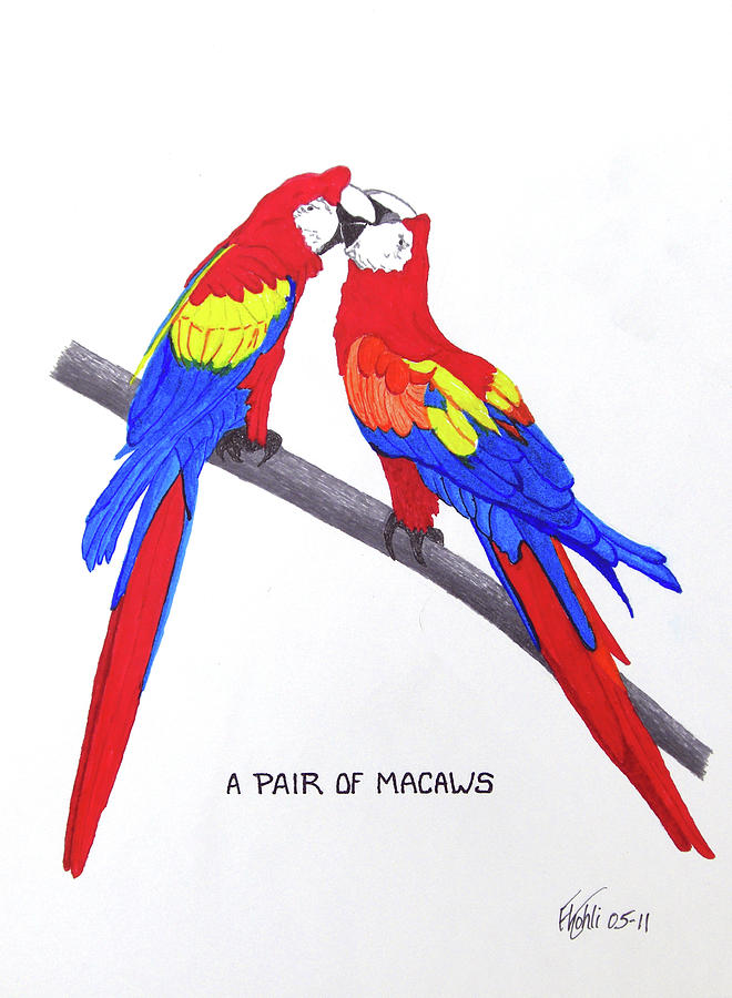 A Pair Of Macaws Drawing by Frederic Kohli