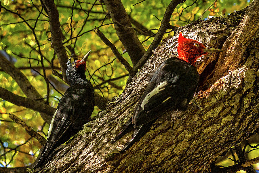 A pair of Magellanic Woodpeckers in Patagonia Photograph by Steven Upton