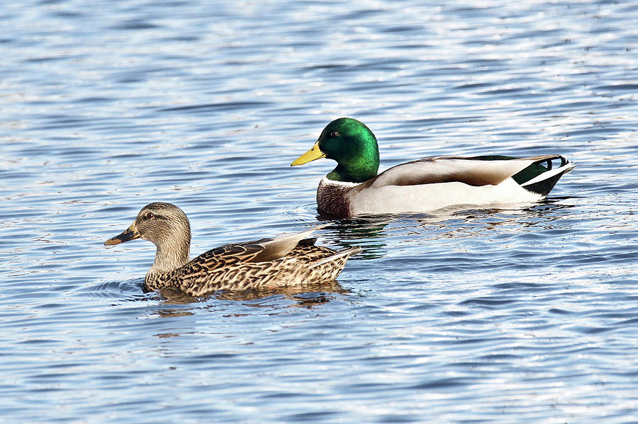 A Pair of Mallards Photograph by Michael Peychich