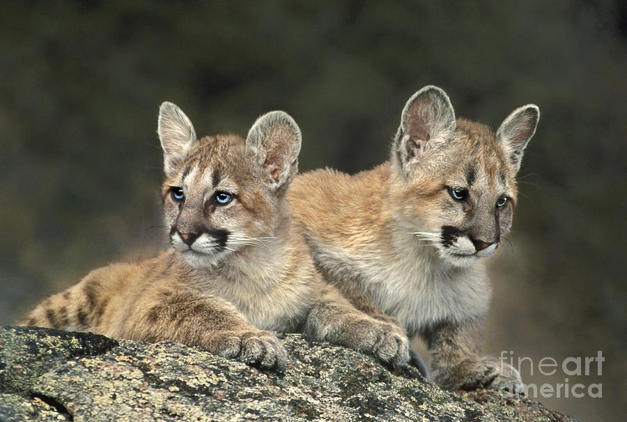 A Pair Of Mountain Lion Cubs Felis Concolor Photograph by Dave Welling