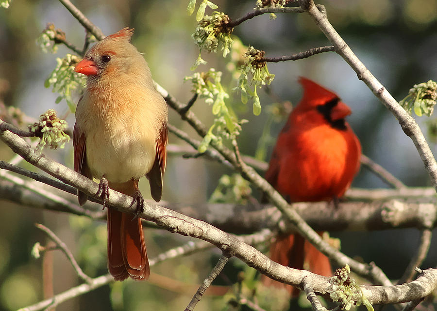 A Pair of Northern Cardinals Photograph by TnBackroadsPhotos 