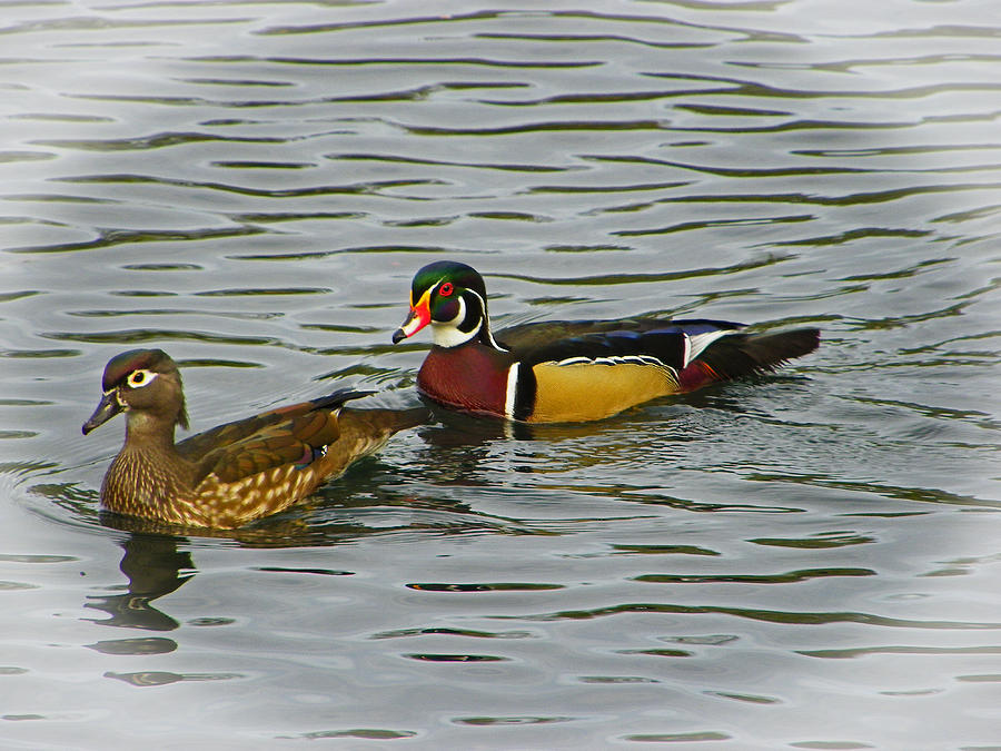 A Pair of Painted Wood Ducks Photograph by Judy Wanamaker