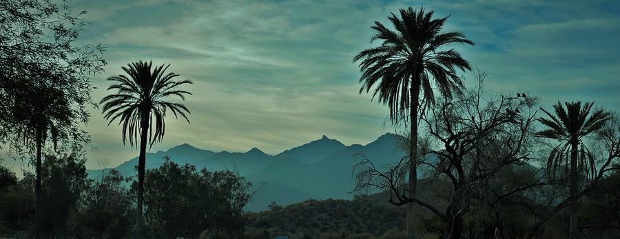 A Pair of Palms Photograph by Mark Mitchell