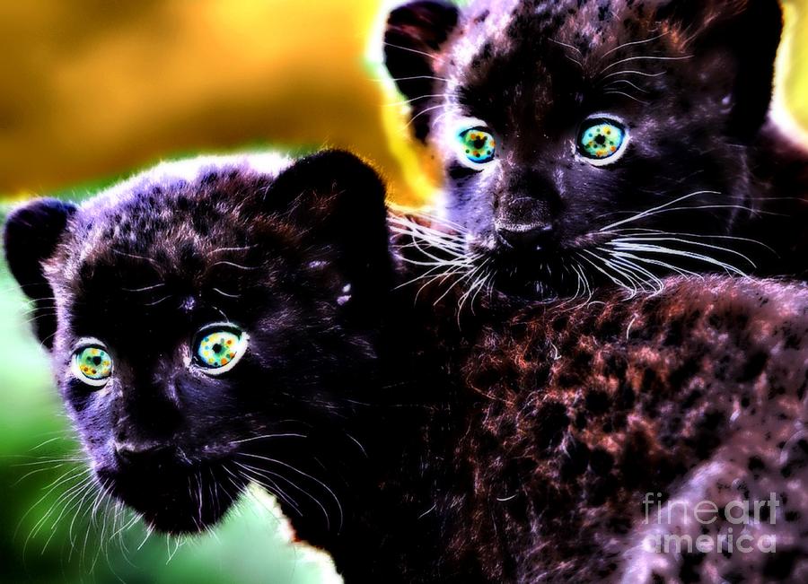 animal panthers cubs
