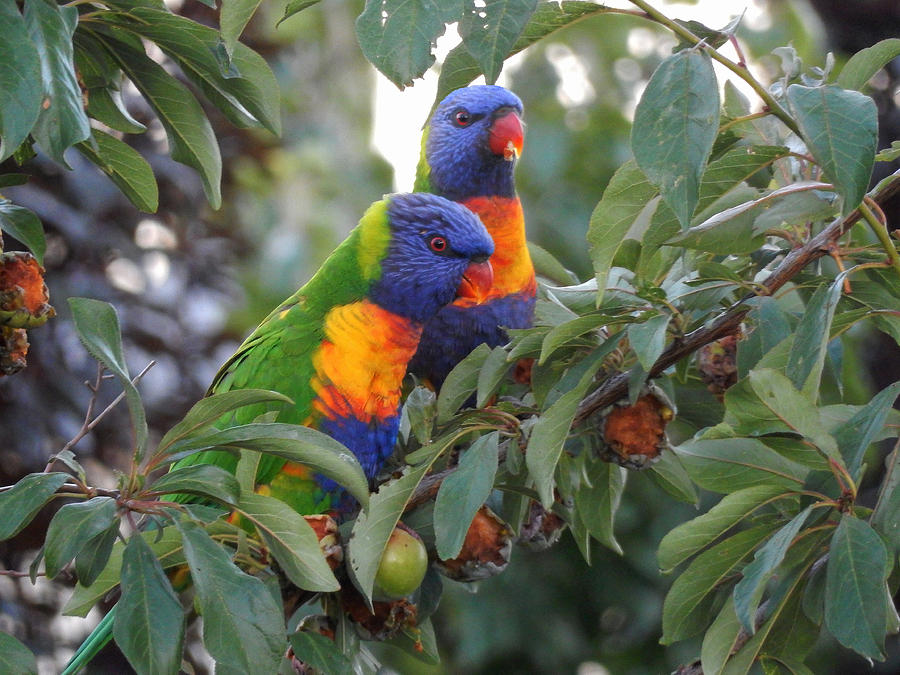 A Pair Of Parrots Photograph by Mark Blauhoefer
