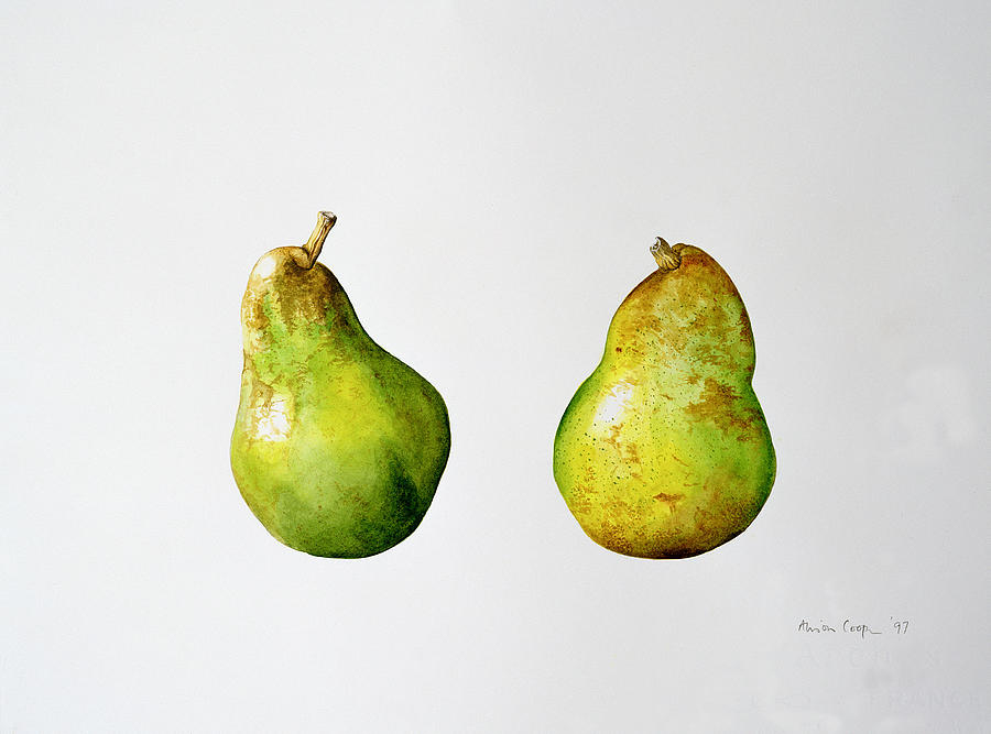 A Pair of Pears Painting by Alison Cooper