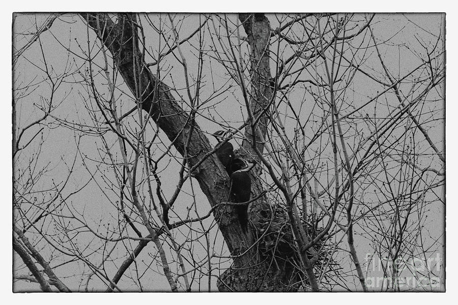 A Pair of Pileated Woodpeckers Black and White Photograph by Karen Adams