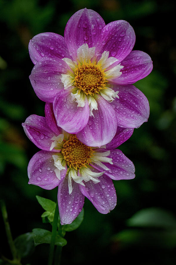 Inspirational Photograph - A Pair of Pink Collerette Dahlia,  by Michael Sedam