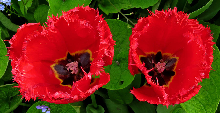 A Pair of Poppies Photograph by John Topman