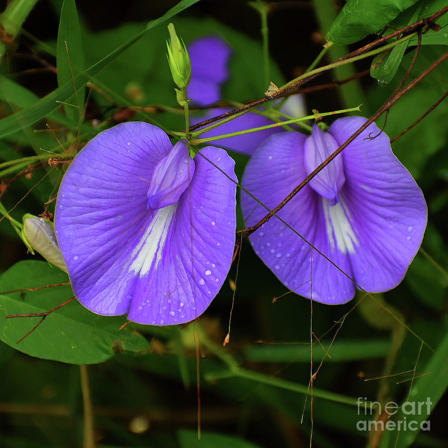 A Pair Of Purples  Photograph by Skip Willits