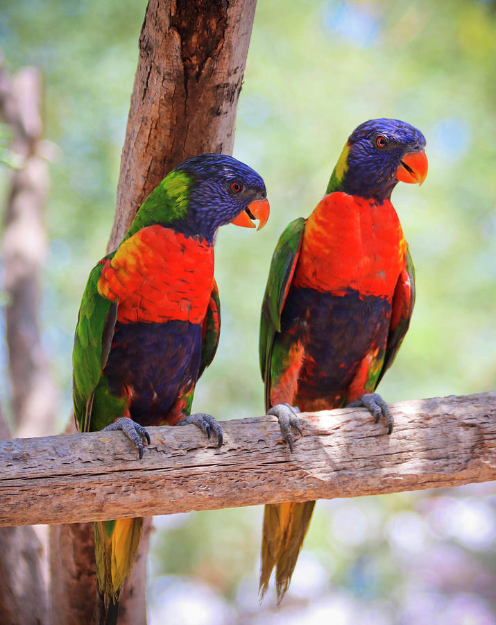 Nature Photograph - A Pair of Rainbow Lorikeets on a Branch by Derrick Neill