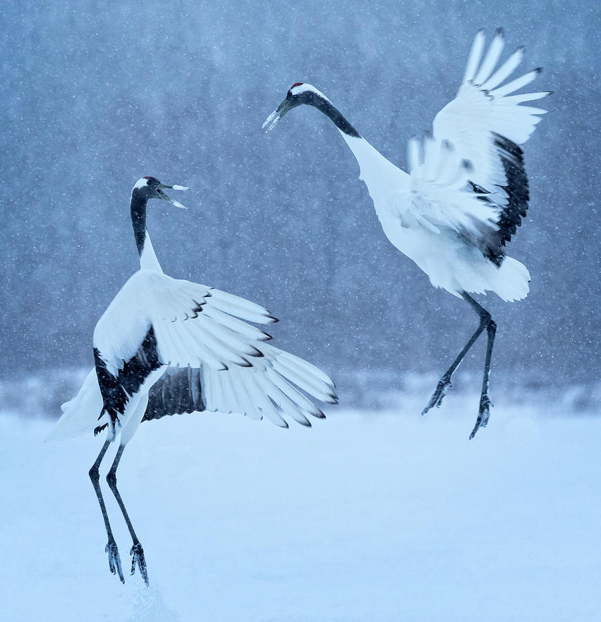 A pair of Red Crown Cranes Photograph by Steven Upton