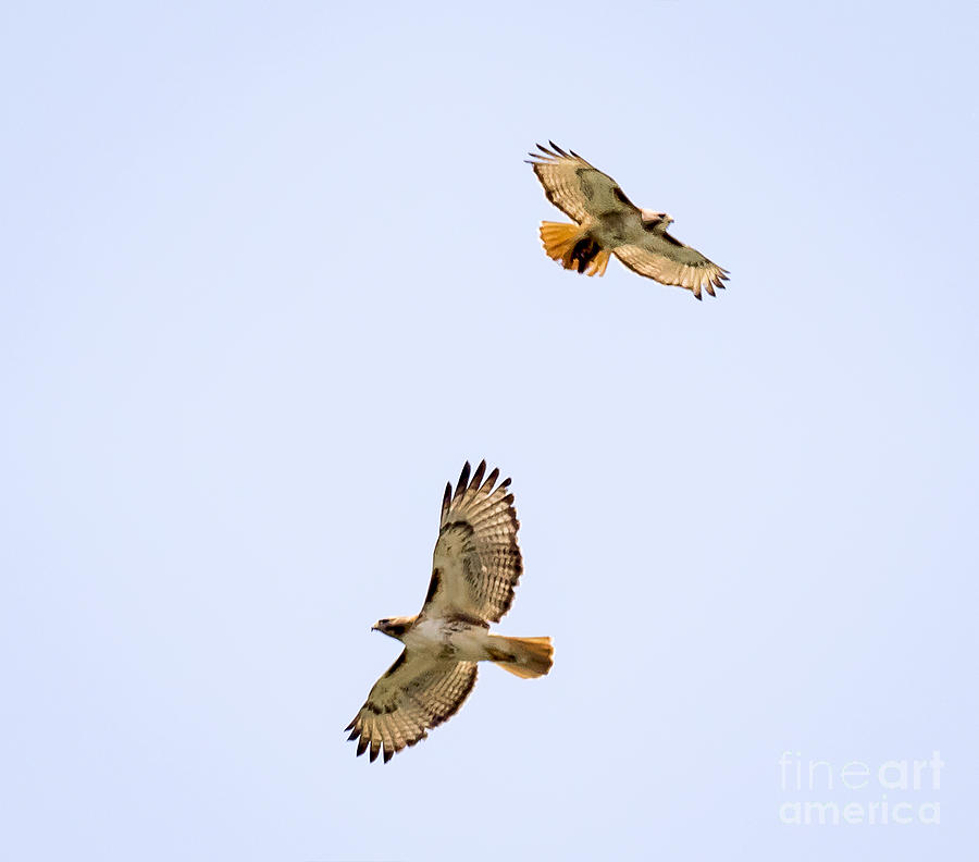 A Pair Of Red-tailed Hawks Flying Around Photograph