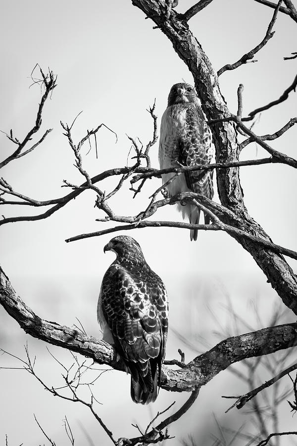 A Pair of Red-tails Photograph by Jeff Phillippi