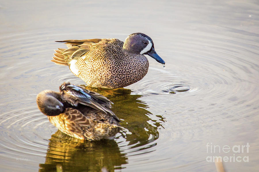 A Pair of Ruddy Ducks Photograph by Rene Triay FineArt Photos