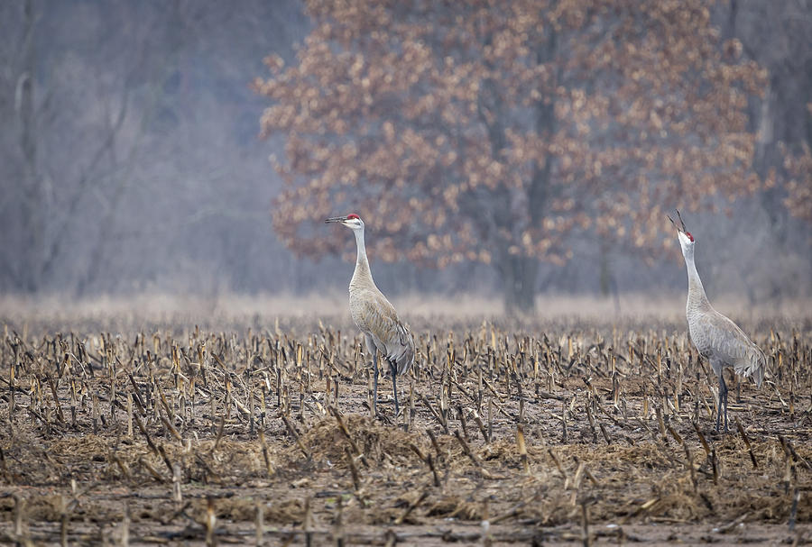 A Pair Of Sandhill Cranes 2014-3 Photograph by Thomas Young