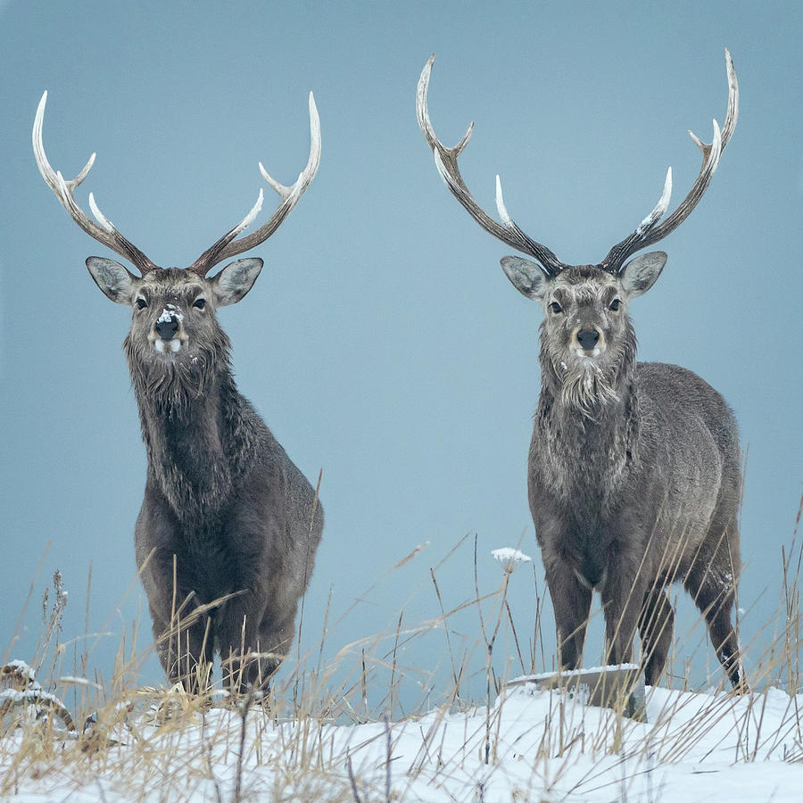 A pair of Sika Deer in Japan Photograph by Steven Upton