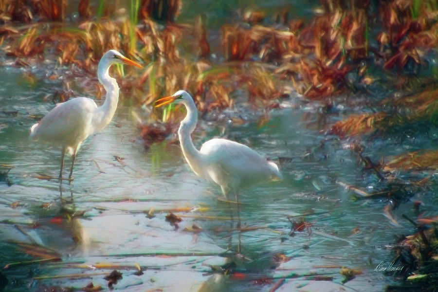 Bird Photograph - A Pair Of Snowy Egrets by Diana Haronis