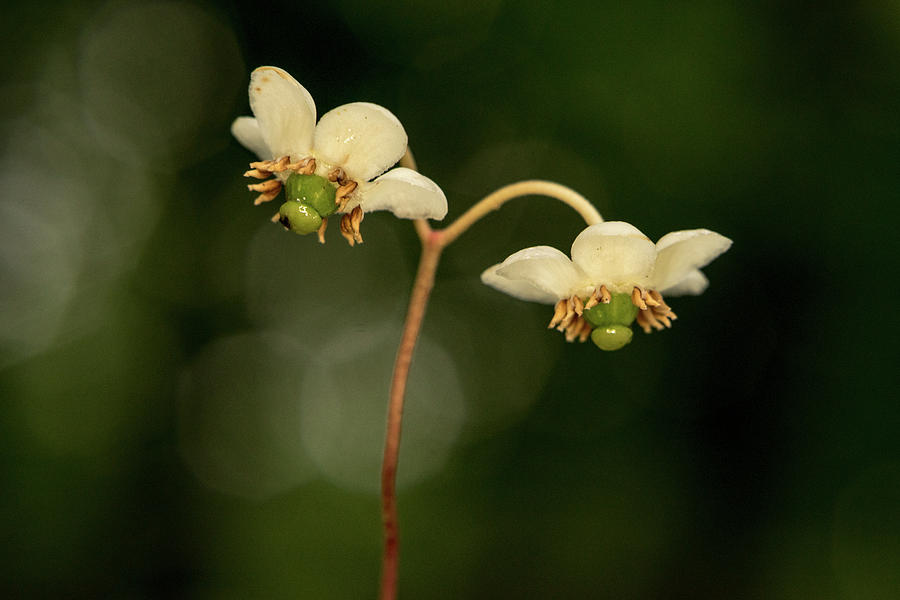 A pair of Spotted Wintergreen Flowers Photograph by Douglas Barnett