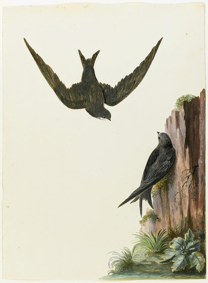 A pair of swifts Drawing by Charles Collins