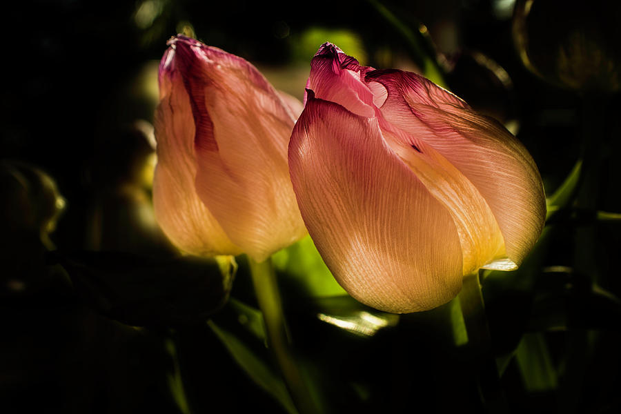 A pair of Tulips Photograph by Wolfgang Stocker