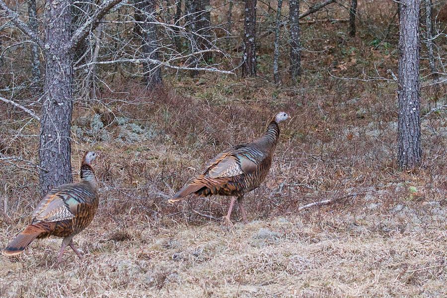 A Pair of Turkeys 1152 Photograph by Michael Peychich