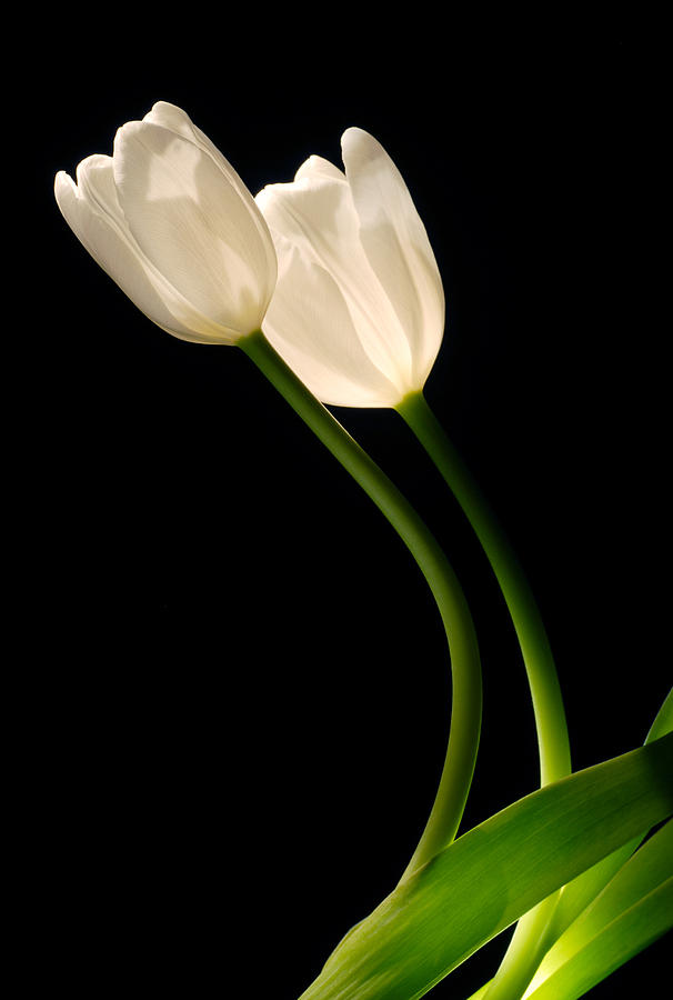A pair of white tulips Photograph by Dung Ma