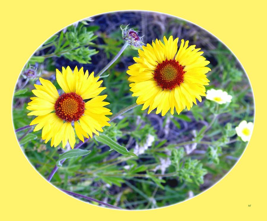 A Pair Of Wild Susans Photograph by Will Borden