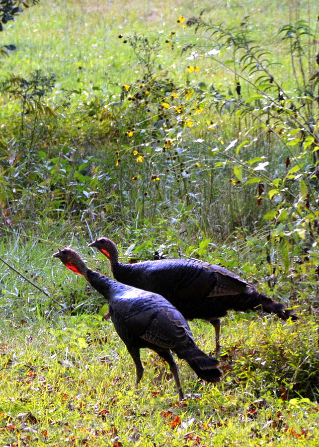 A Pair of Wild Turkeys Photograph by Carla Parris