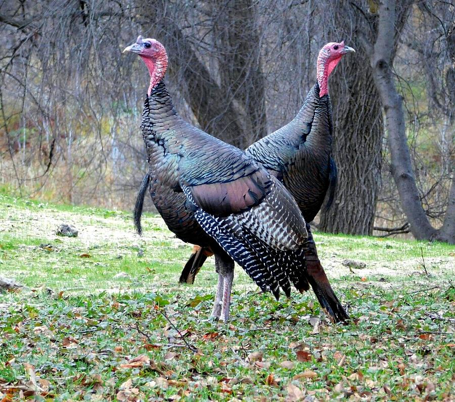 A Pair Of Wild Turkeys, II Photograph by Curtis Tilleraas | Fine Art ...