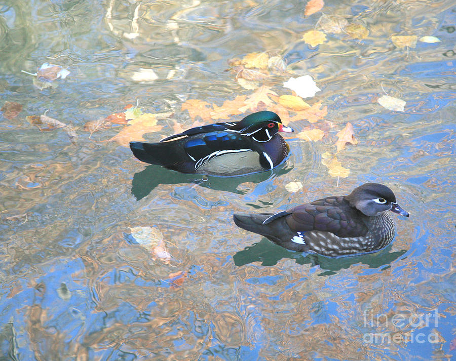 A pair of Wood Ducks Photograph by Robert Pearson