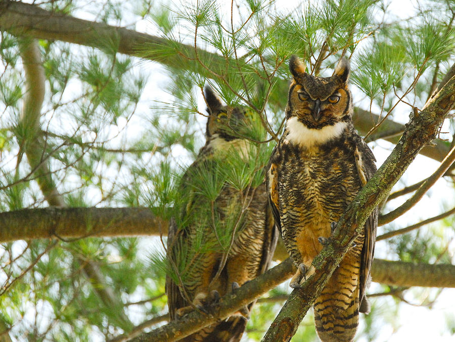 Owl Photograph - A Pair  by Robert Smice