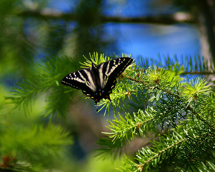 A Pale Swallowtail Photograph by Ben Upham III