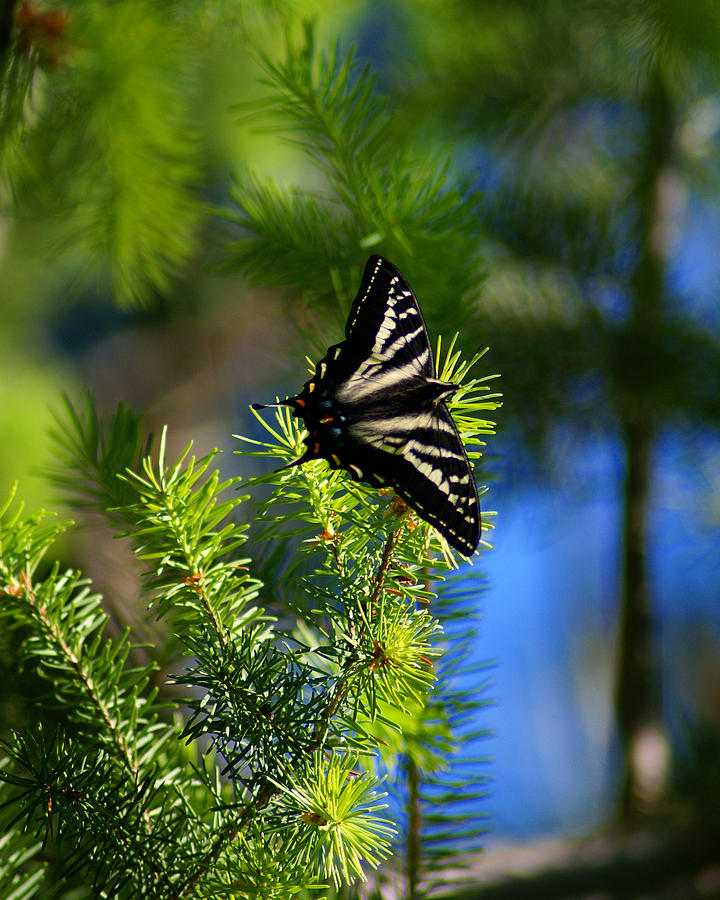 A Pale Swallowtail Vertical Photograph by Ben Upham III