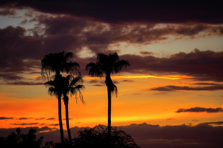 A Palm Sunset  Photograph by Saija Lehtonen