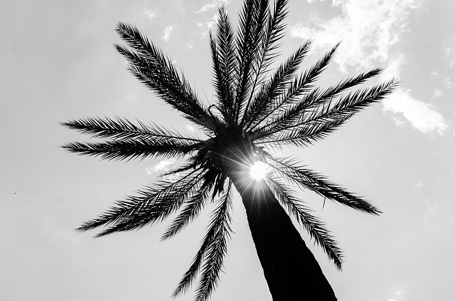 A palm tree in the sun Photograph by AM FineArtPrints