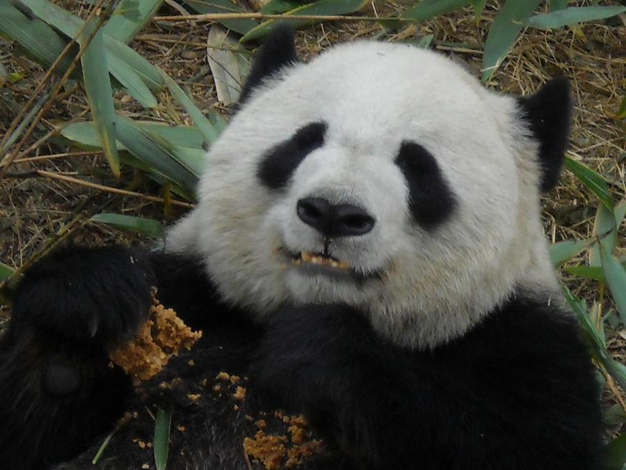 A Panda Has a Snack Photograph by Linda Nielsen
