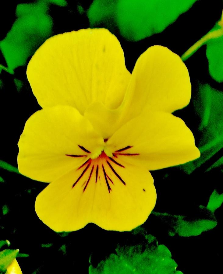 A Pansy Photograph by Eileen Brymer