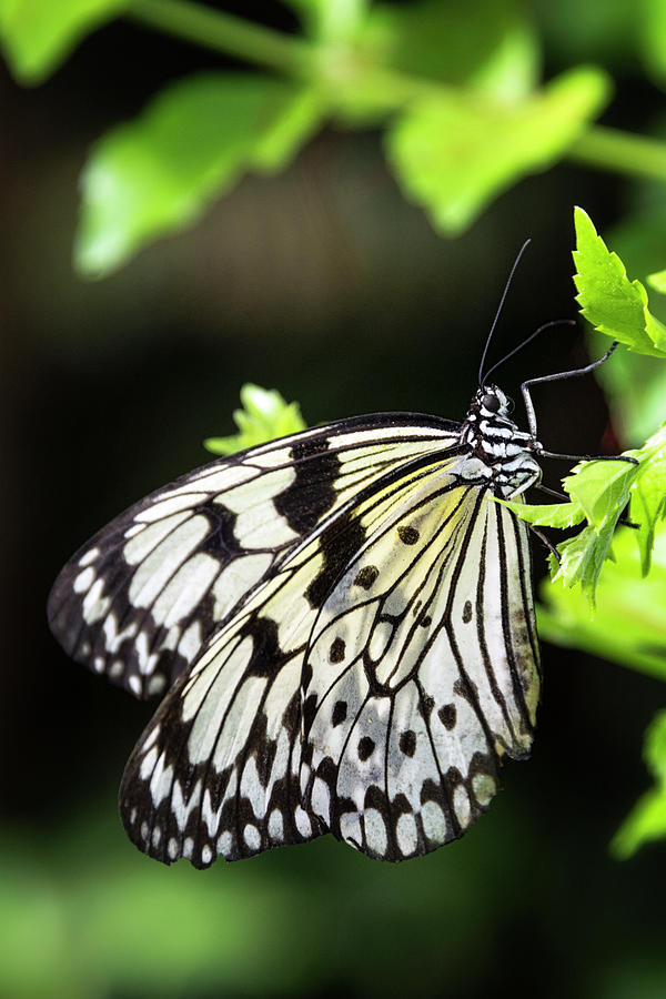 A Paper Kite Butterfly on a Leaf  Photograph by Saija Lehtonen