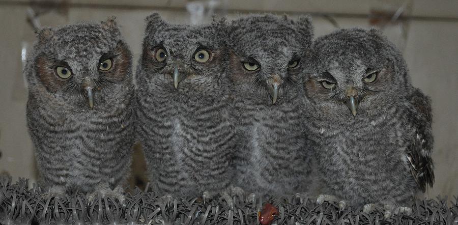 Wildlife Photograph - A Parliament of Owls by Monteen  McCord
