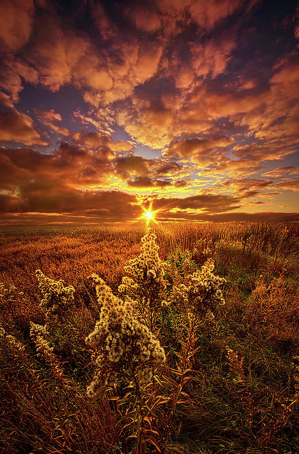 A Part Of Everything Photograph by Phil Koch