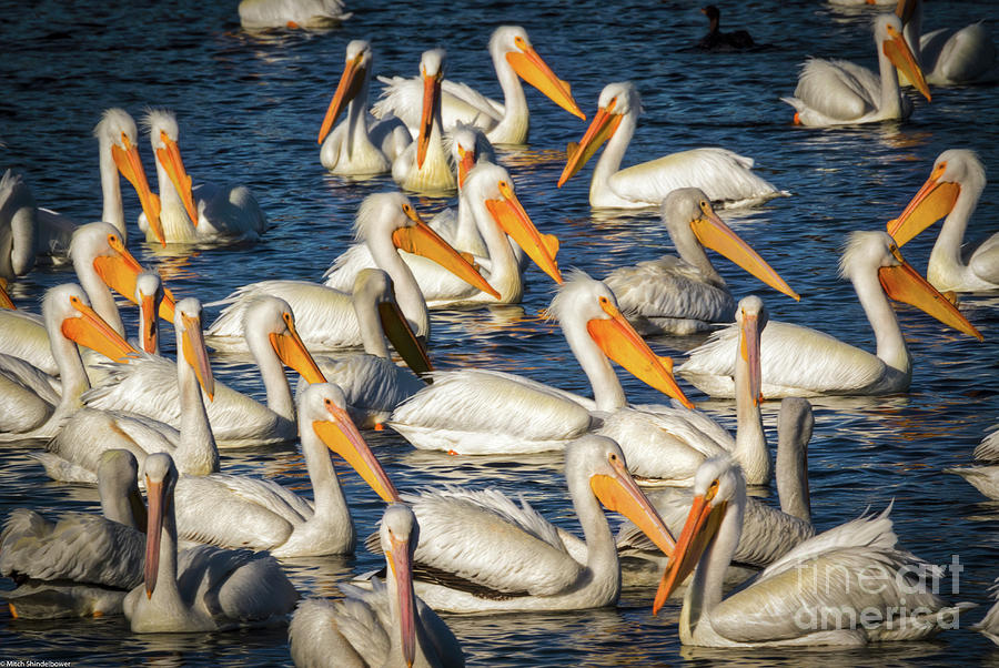 A Passel Of Pelicans Photograph by Mitch Shindelbower