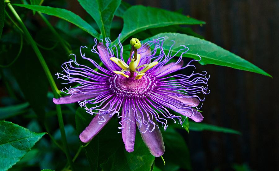 Flower Photograph - A Passion Flower in the Garden by Gary Richards