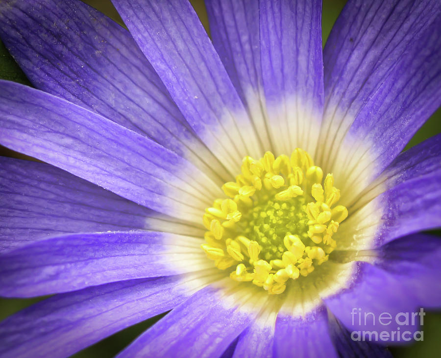 A Passion for Purple Photograph by Kerri Farley