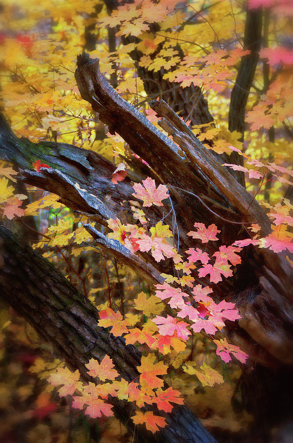 A Pastel Fall  Photograph by Saija Lehtonen