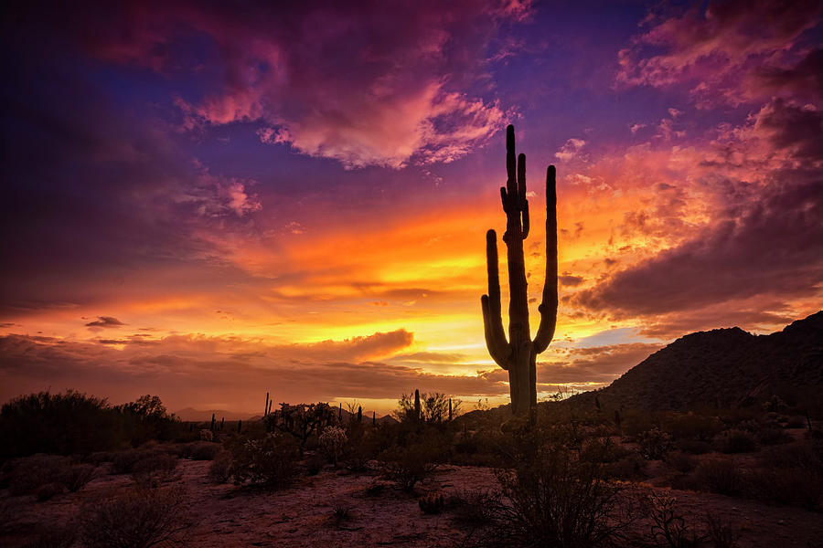 A Pastel Saguaro Sunset  Photograph by Saija Lehtonen