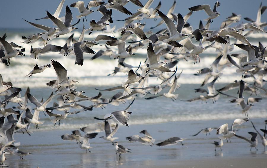 A Patchwork Of Flying Gulls Photograph