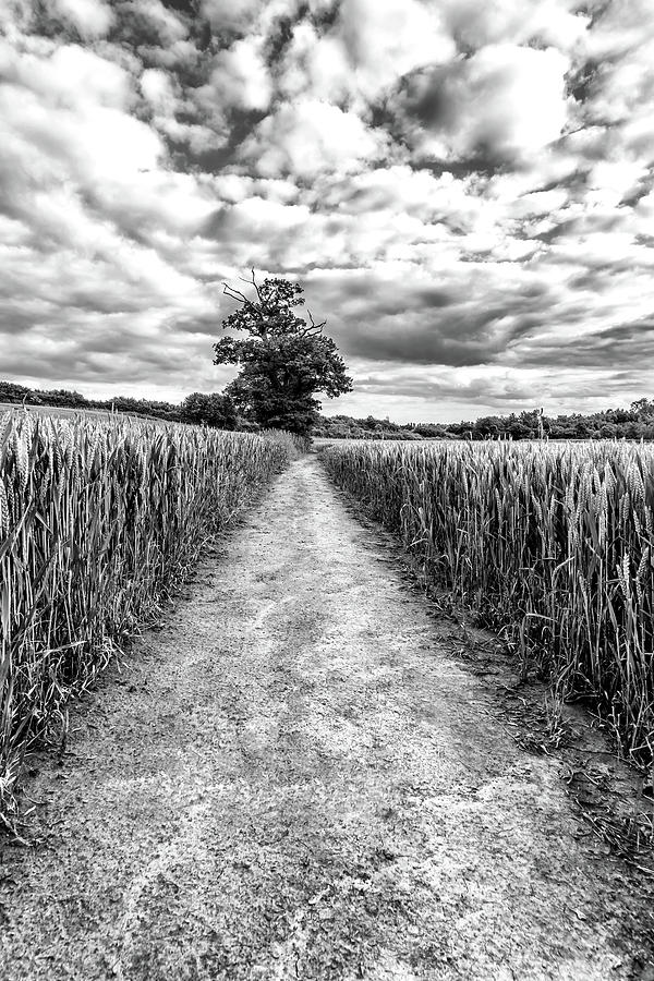 A Path Cut Through Photograph by Nick Bywater
