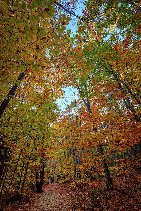 Fall Photograph - A Path Diverged In The Woods by Rick Berk