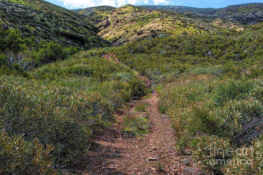 A Path in Bouquest Canyon Photograph by Joe Lach